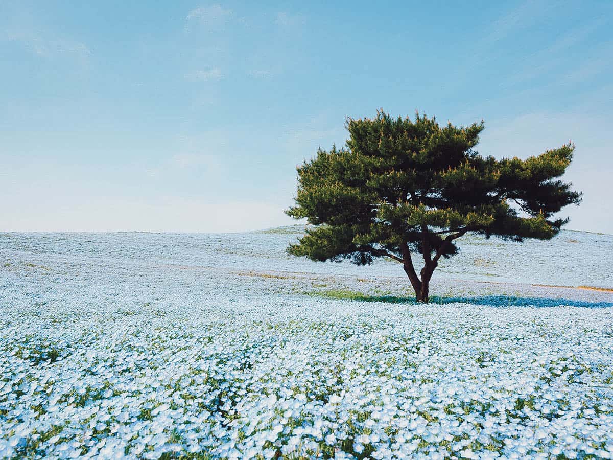 Hitachi Seaside Park