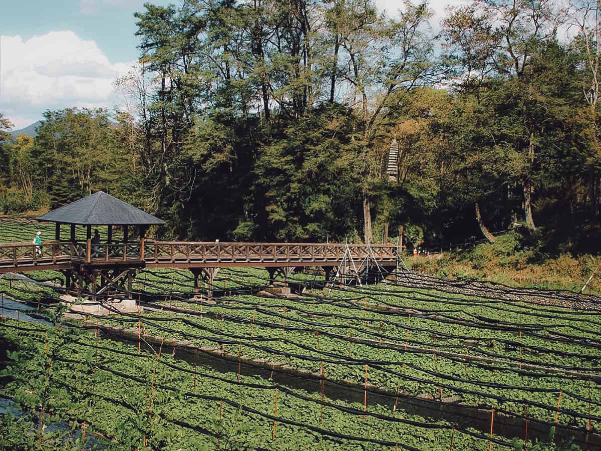 Matsumoto Travel Guide Fields at Daio Wasabi Farm