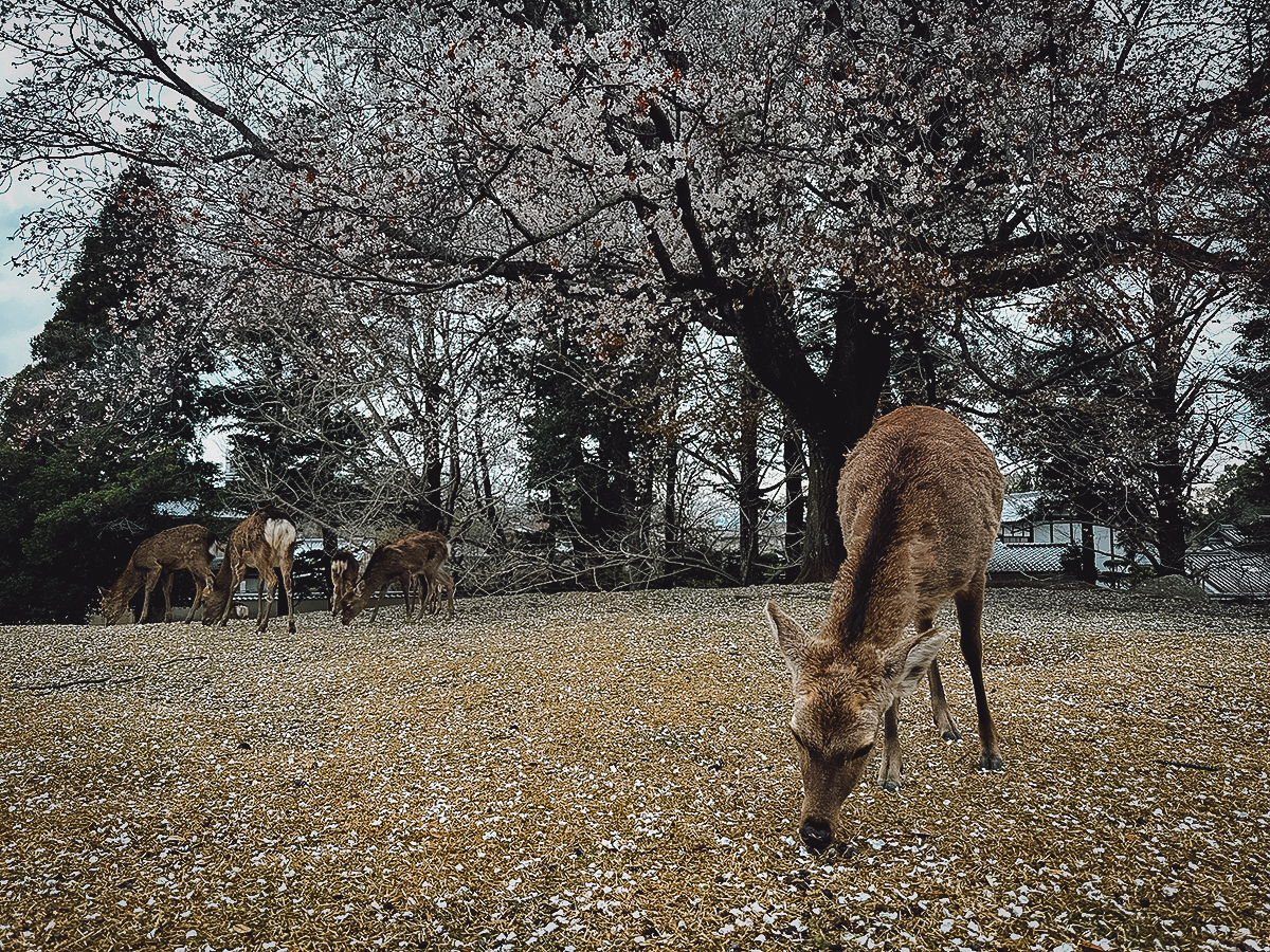 Kintetsu Rail Pass Deer at Nara Park