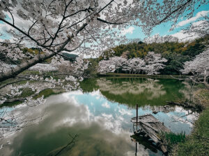 Pond with cherry blossoms along the Yamanobe-no-michi trail