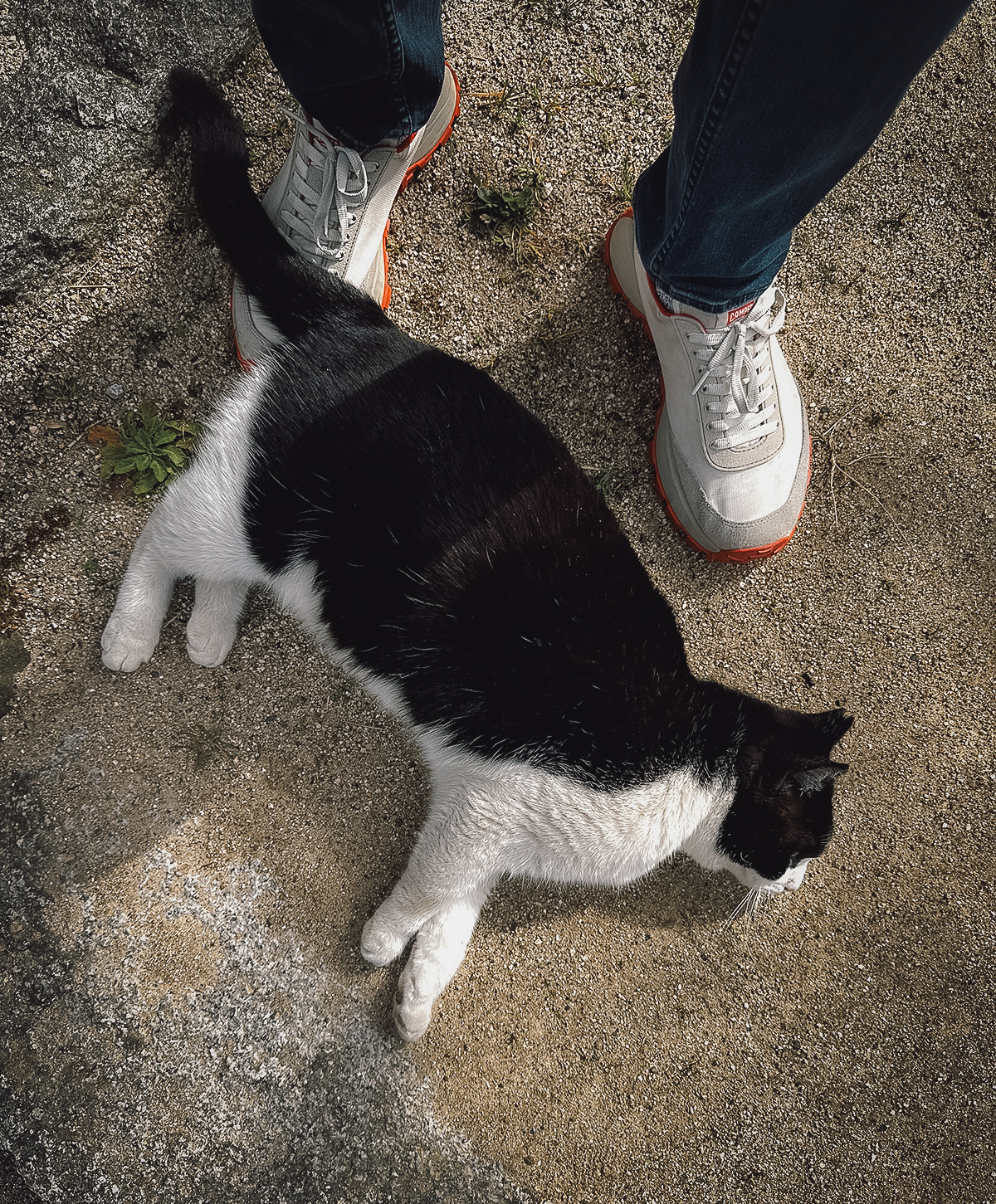 Cat at a person's feet