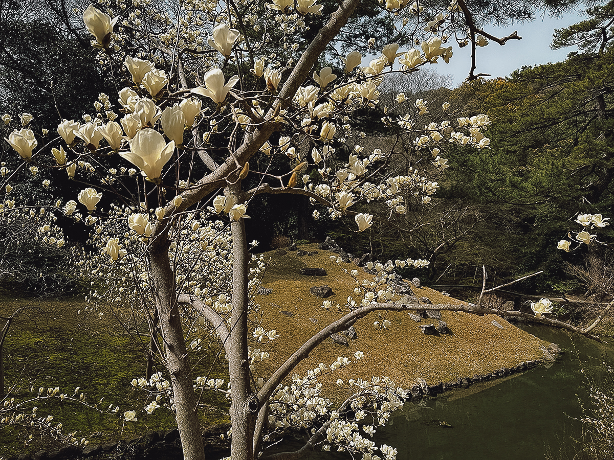 Tree starting to bloom with white flowers