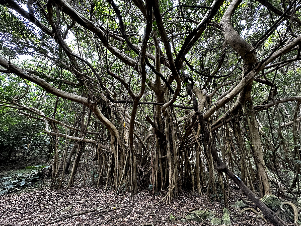 Large banyan tree