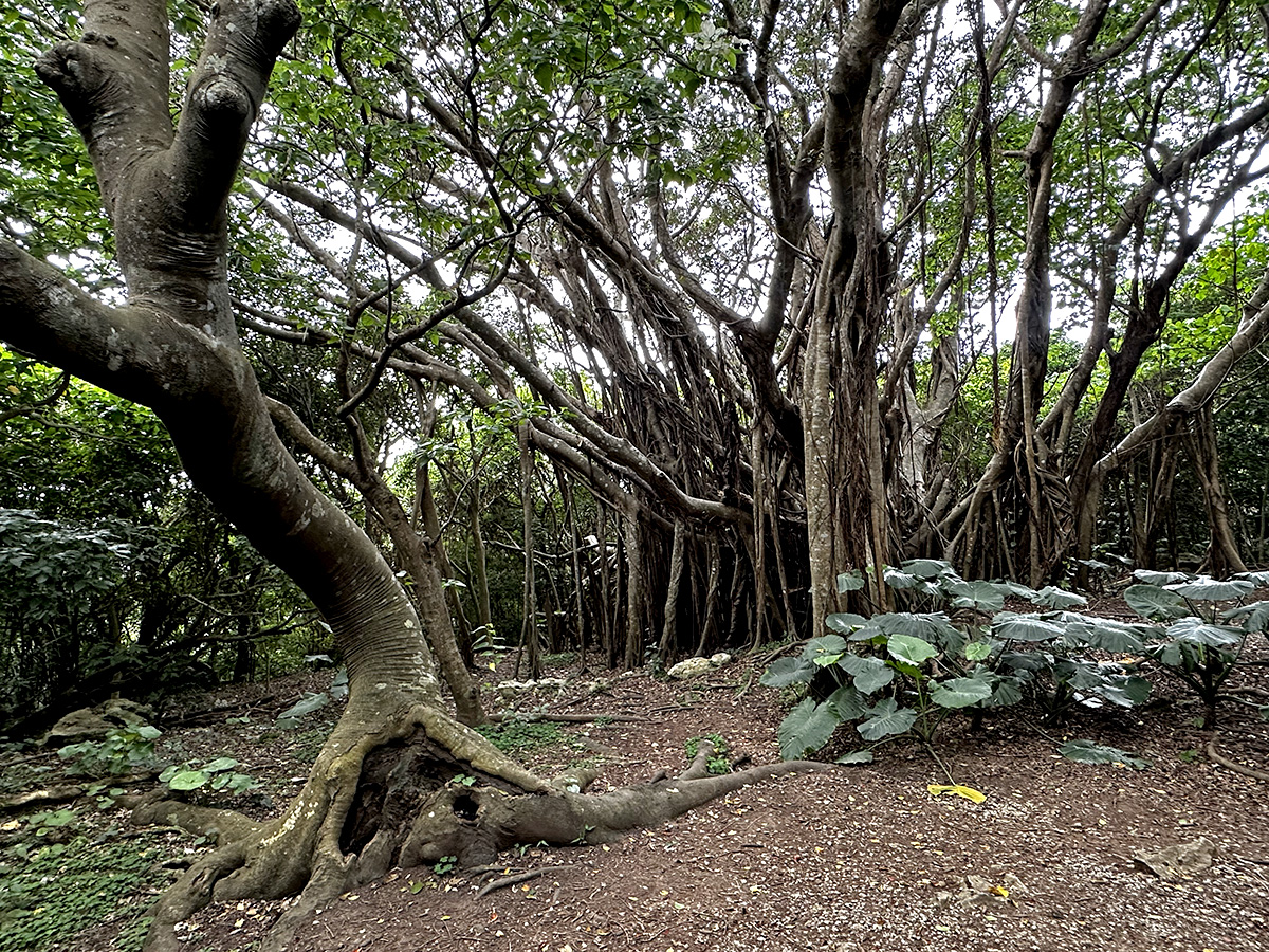 Large trees