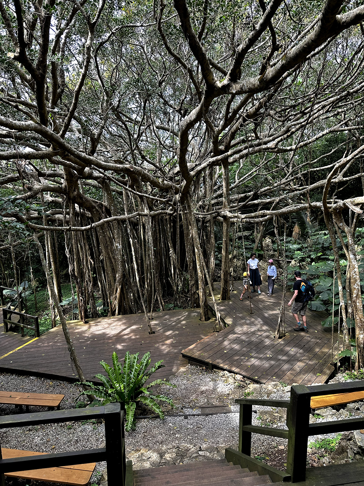 Family of hikers near a large banyan tree