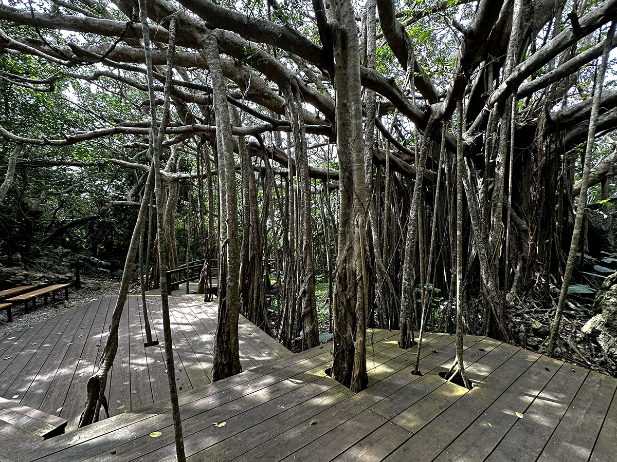 Large banyan tree roots