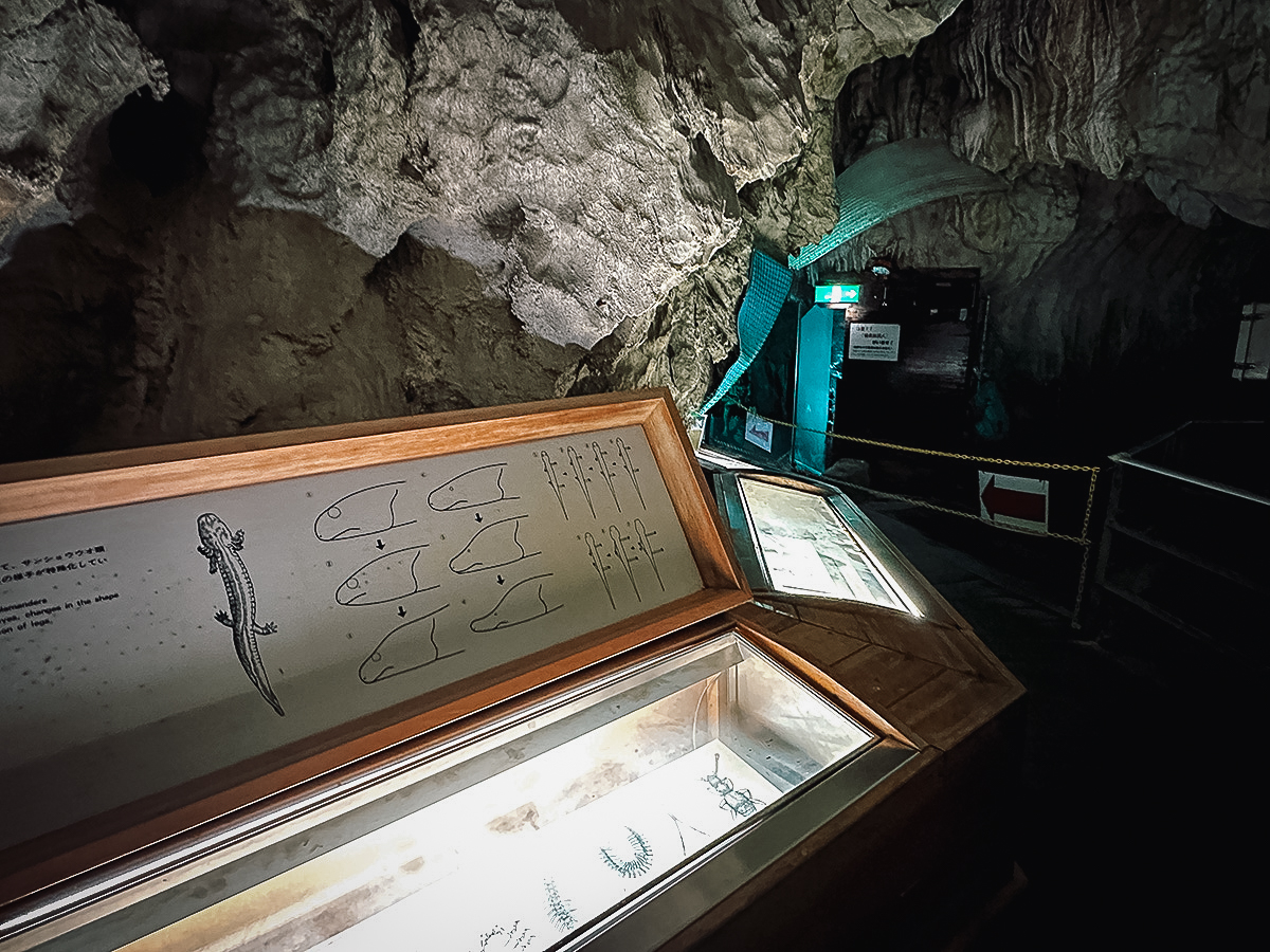Exhibits on amphibians that live in Ryusendo Cave