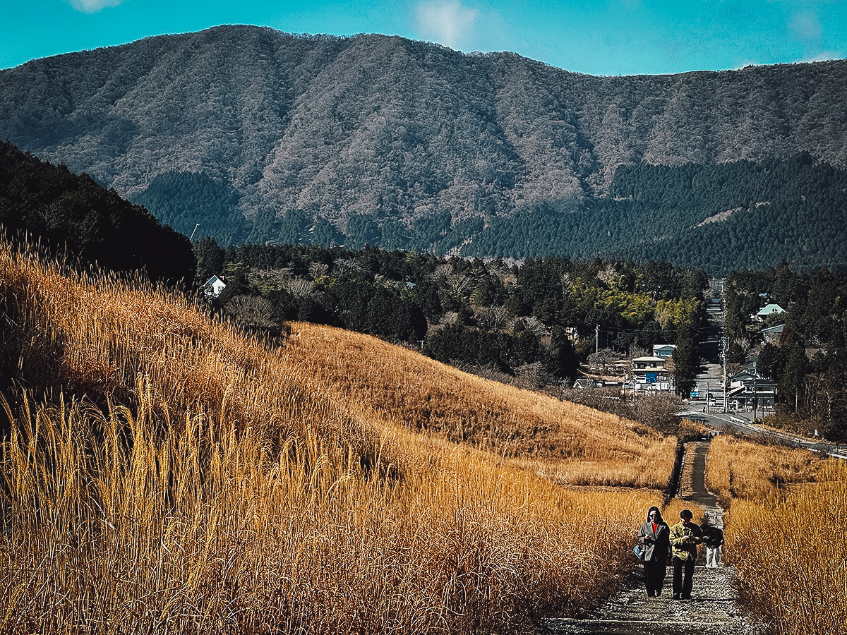 Tourists taking a walk on pampas grass fields