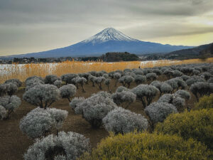 Mt Fuji from Oishi Park