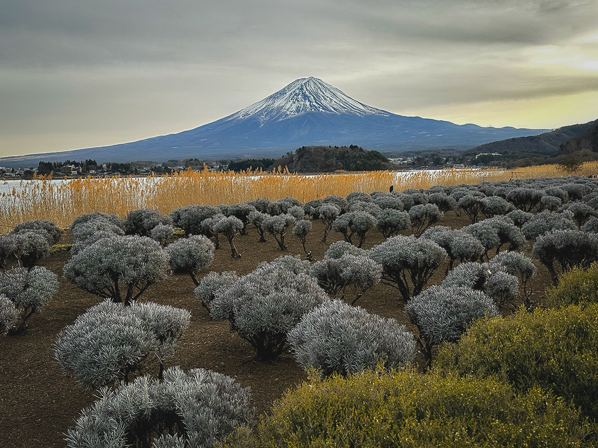 Mt Fuji from Oishi Park