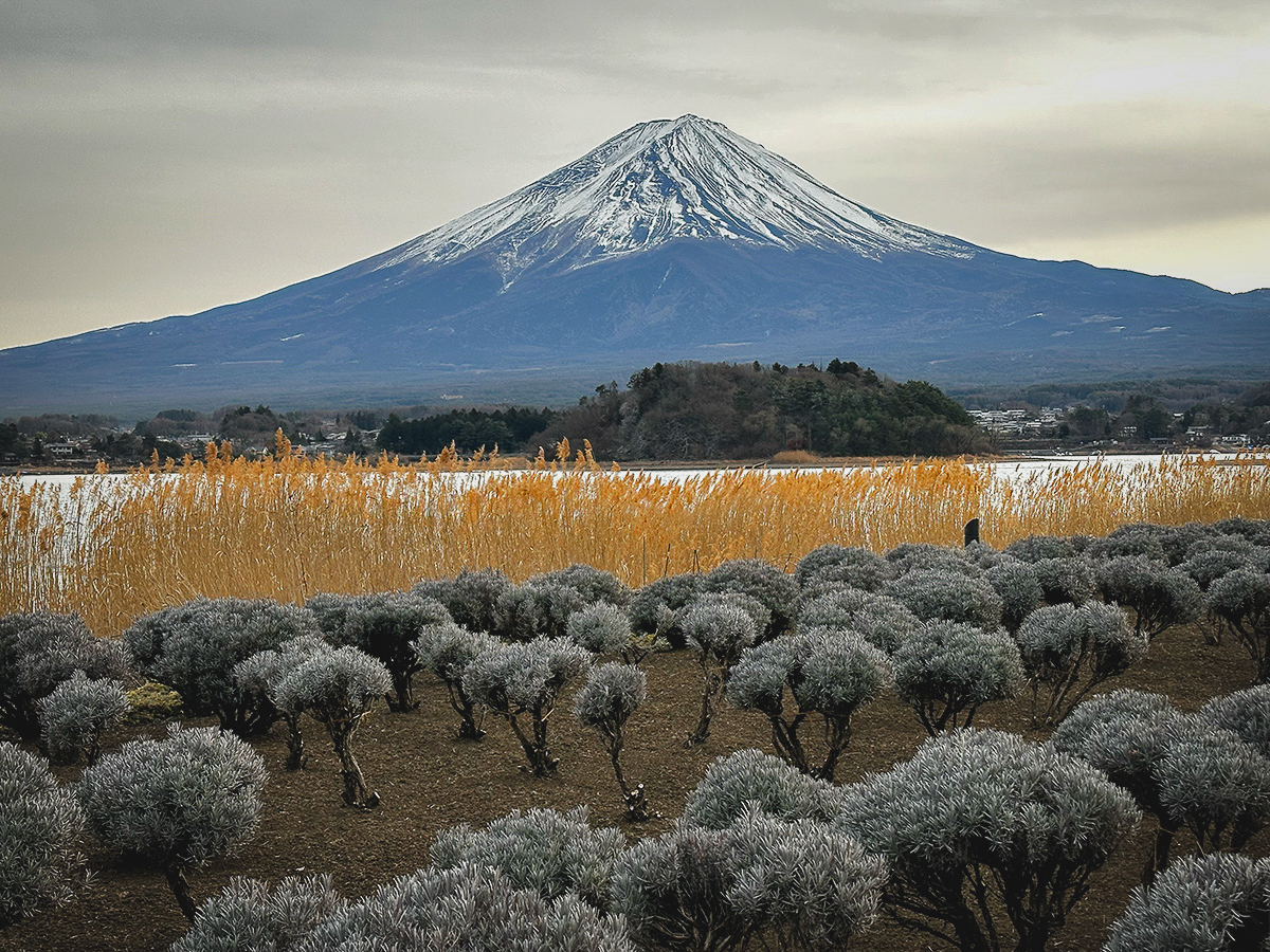 Mt Fuji from Oishi Park