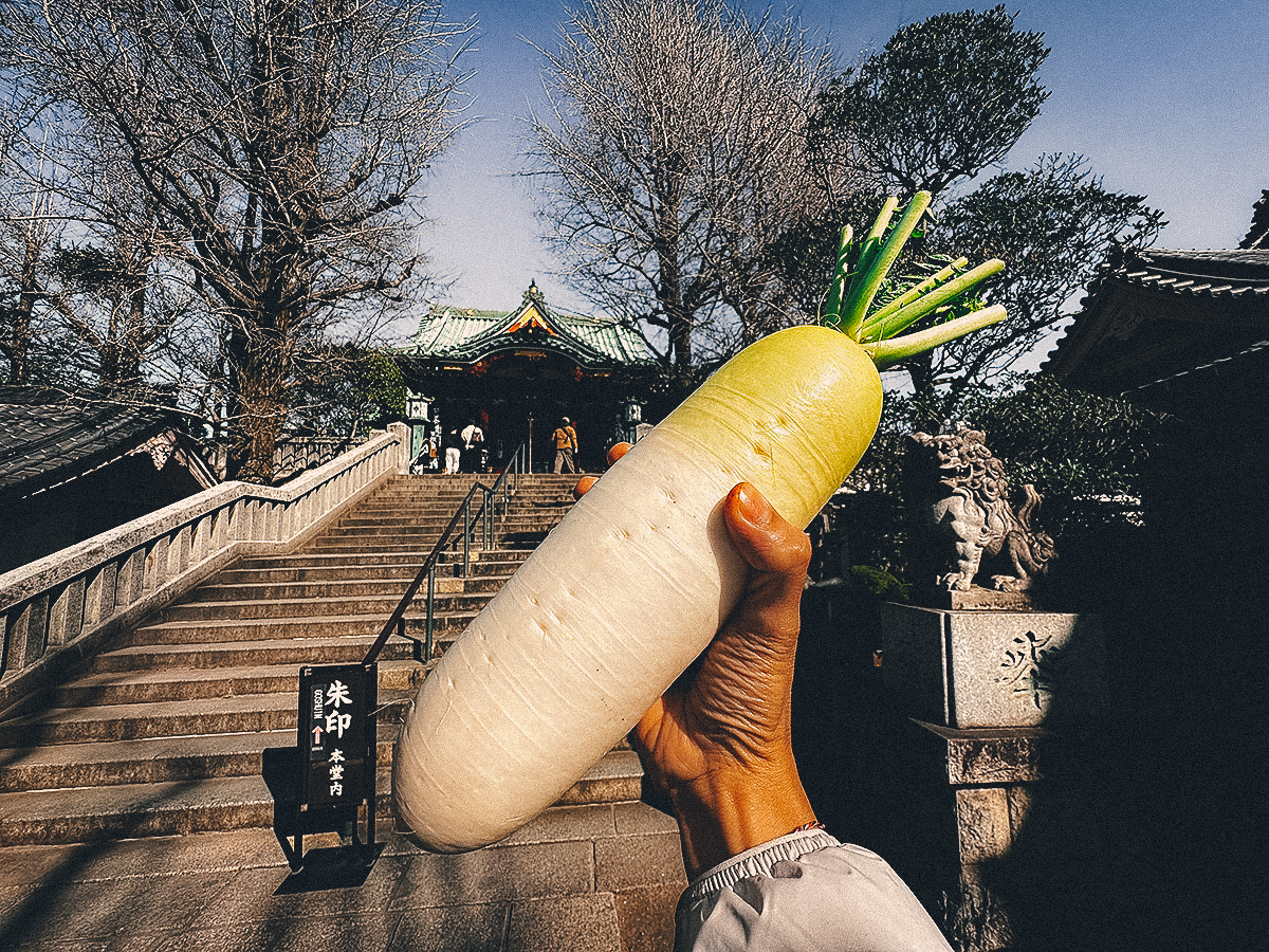 Holding a giant daikon radish